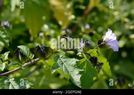 Nicarandra physialodes violacea Apfel von Peru Shoofly Pflanze Stockfoto