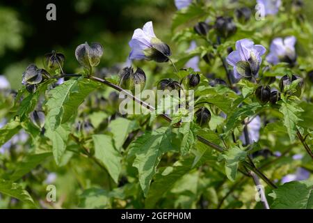 Nicarandra physialodes violacea Apfel von Peru Shoofly Pflanze Stockfoto