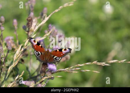 Pfauenschmetterling (Aglais io) auf der Distel des Feldes (Cirsium arvense) Stockfoto