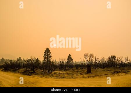 Milford, Usa. August 2021. Starker Rauch füllt die Luft über einem verbrannten Bereich des Dixie-Feuers. Ein Stichprobenbrand aus dem Dixie-Feuer breitet sich auf den Highway 395 aus. CAL Fire berichtet, dass das Dixie Fire mittlerweile über 700,000 Acres gewachsen ist. Die Brandursache wird noch untersucht. Kredit: SOPA Images Limited/Alamy Live Nachrichten Stockfoto