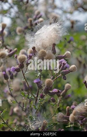 Flauschige, blühende Felddistel Stockfoto