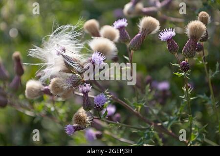 Flauschige, blühende Felddistel Stockfoto