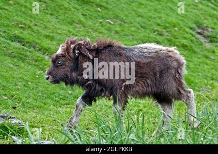 Moschus Ochse, Junge Stockfoto