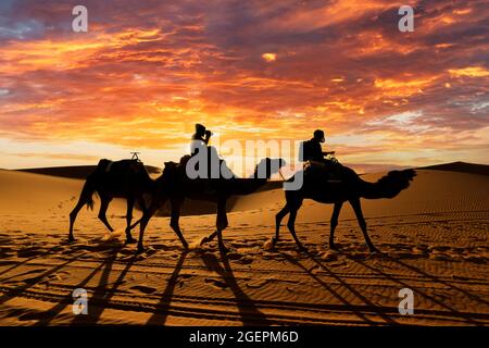 (Selektiver Fokus) atemberaubender Sonnenuntergang hinter der Silhouette zweier Touristen, die auf zwei Kamelen auf den Dünen der Merzouga-Wüste in Marokko reiten. Stockfoto