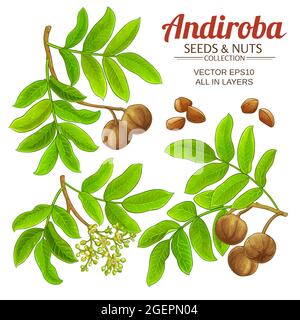 andiroba-Vektor auf weißem Hintergrund gesetzt Stock Vektor