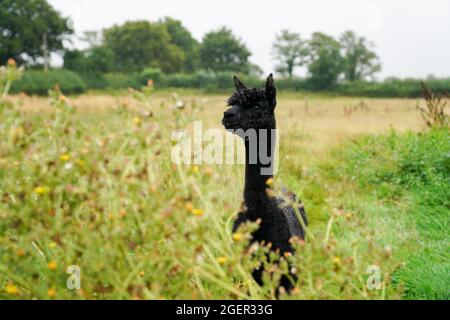 Geronimo der Alpaka auf der Shepherds Close Farm in Wooton Under Edge, Gloucestershire. Der Alpaka wird abgeschlachtet, nachdem seine Besitzerin Helen Macdonald einen letzten Versuch des High Court, ihn zu retten, verloren hat. Bilddatum: Samstag, 21. August 2021. Stockfoto