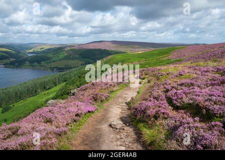 Das Heidekraut blüht auf Bamford Moor, hoch über dem Ladybower-Stausee im Peak District National Park, Derbyshire, England. Stockfoto