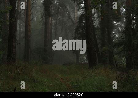 Nebliger Morgen in einem Pinienwald. Waldweg zwischen Pinien in einem nebligen mystischen Wald. Sommerlandschaft Kiefernstämme durch den Nebel. Im Freien. Stockfoto