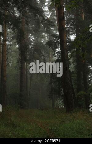 Nebliger Morgen in einem Pinienwald. Waldweg zwischen Pinien in einem nebligen mystischen Wald. Sommerlandschaft Kiefernstämme durch den Nebel. Im Freien. Stockfoto