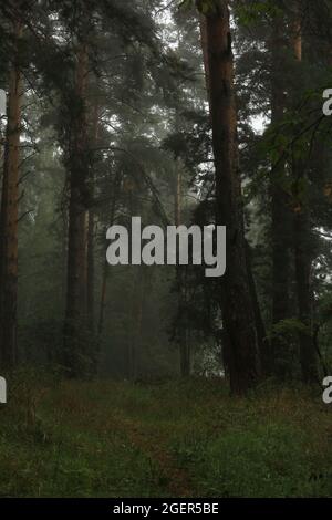 Nebliger Morgen in einem Pinienwald. Waldweg zwischen Pinien in einem nebligen mystischen Wald. Sommerlandschaft Kiefernstämme durch den Nebel. Im Freien. Stockfoto