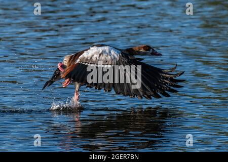 Eine ägyptische Gans (Alopochen aegyptiaca), die an einem sonnigen Sommertag in einem Teich fliegt. Stockfoto