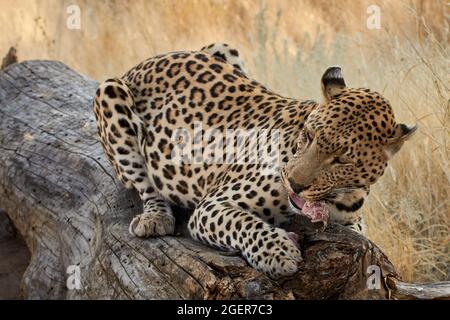 Leopard thront auf einem umgestürzten Baumstamm und ernährt Fleisch in Namibia, Afrika. (Panthera pardus) Stockfoto