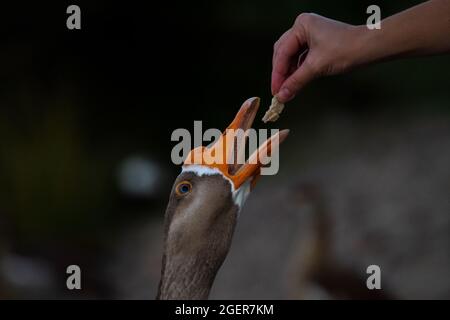 Eine Hand einer Frau, die an einem sonnigen Sommertag in einem Teich eine Gans füttert. Stockfoto