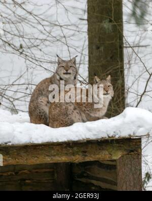Die Familie lynx sieht die Besucher an, Tiere, die auf dem Dach einer Holzhütte im Schnee sitzen, Winter, Gauja-Nationalpark, Ligatne, Lettland Stockfoto
