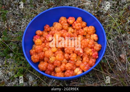 Reife Moltebeeren in einer Schüssel. Eine saftige Beere, die im Sommer in der Taimyr Tundra geerntet wird. Stockfoto