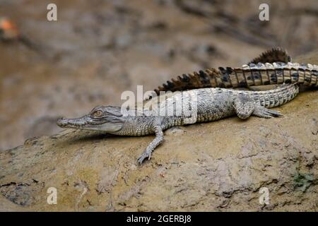 Brütschende Salzwasserkrokodile (Crocodylus porosus) auf einem Baumstamm neben dem Fluss. Daintree, Queensland, Australien. Stockfoto