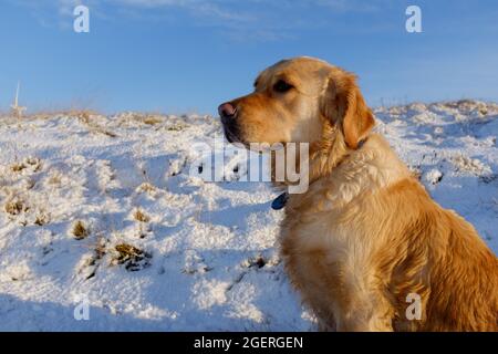 golden Retriever Hund saß in der Sonne mit Schnee im Hintergrund an einem Wintertag blauen Himmel Stockfoto