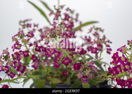 Makro-Foto von roten kleinen Blumen auf einem weißen Hintergrund Rosa weiße fuchsia Makro-Fotografie. Weiß rosa kleine Blume Garten Fotografie Hintergrund. Stockfoto