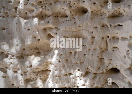 Alte Ölvorkommen im park beit guvrin Stockfoto