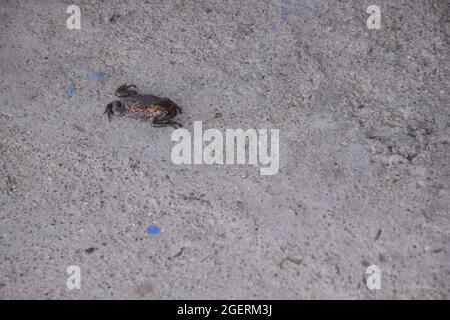 Ein Frosch, der nach einem Schlangenbiss auf dem Boden agitieren wird Stockfoto