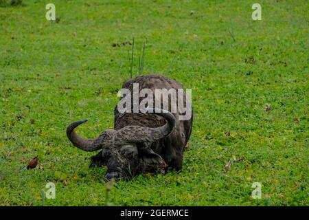 Afrikanischer Wasserbüffel mit riesigen Hörnern, die im grünen Sumpfland grasen Stockfoto