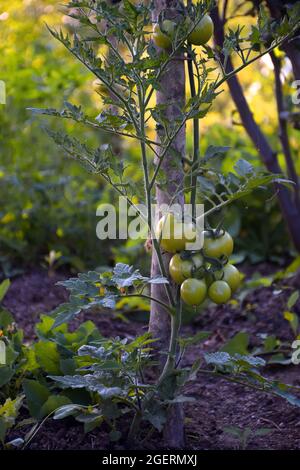 Eine Tomatenpflanze, die mit Hilfe von getrocknetem Bambus mit rohen Tomaten wächst Stockfoto