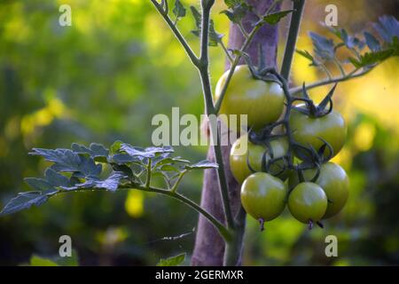 Eine Tomatenpflanze, die mit Hilfe von getrocknetem Bambus mit rohen Tomaten wächst Stockfoto