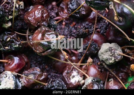 Faule Kirschen Makro-Textur fehlender Kirschen. Stockfoto