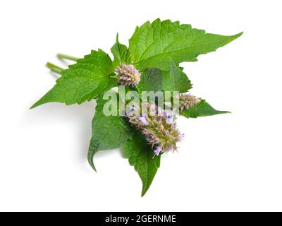 Agastache foeniculum Agastache anethiodora, Anishysop-blauer Riesenhysop, duftender Riesenhysop, Lavendelhusop Stockfoto