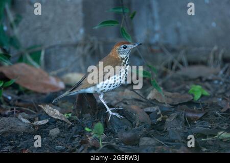 Holzdrossel (Hylocichla mustelina) Costa Rica CR März 2006 Stockfoto