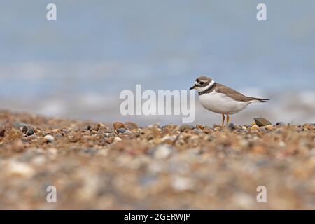 Ringed Plover (Charadrius hiaticula) Winterton Norfolk GB Großbritannien August 2021 Stockfoto