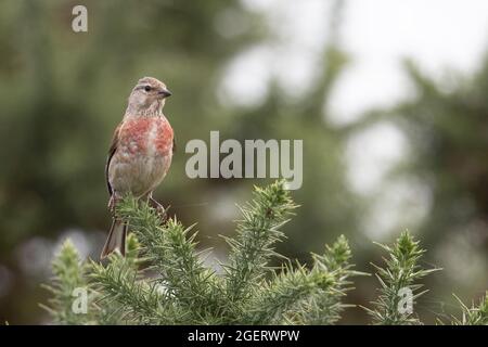 Linnet (Carduelis cannabina) Winterton Norfolk GB Großbritannien, 2021. August Stockfoto