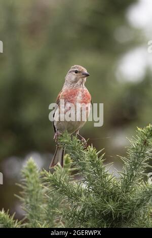 Linnet (Carduelis cannabina) Winterton Norfolk GB Großbritannien, 2021. August Stockfoto