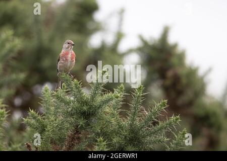 Linnet (Carduelis cannabina) Winterton Norfolk GB Großbritannien, 2021. August Stockfoto