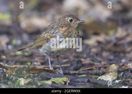 Robin (Erithacus rubecula) Norfolk UK GB Juni 2021 Stockfoto