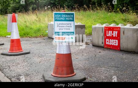 Der Ascheabfall (chalara fraxinea) schließt einen Zwischenfall in der Nähe von Sidmouth, Devon, und hilft so, eine weitere Ausbreitung der Aschekrankheit zu verhindern. Stockfoto