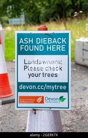 Der Ascheabfall (chalara fraxinea) schließt einen Zwischenfall in der Nähe von Sidmouth, Devon, und hilft so, eine weitere Ausbreitung der Aschekrankheit zu verhindern. Stockfoto