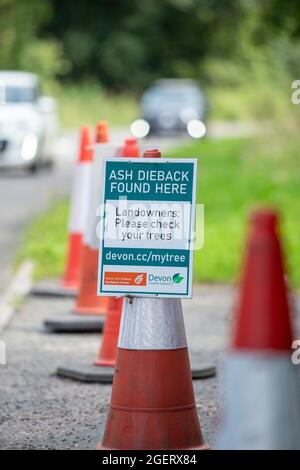 Der Ascheabfall (chalara fraxinea) schließt einen Zwischenfall in der Nähe von Sidmouth, Devon, und hilft so, eine weitere Ausbreitung der Aschekrankheit zu verhindern. Stockfoto