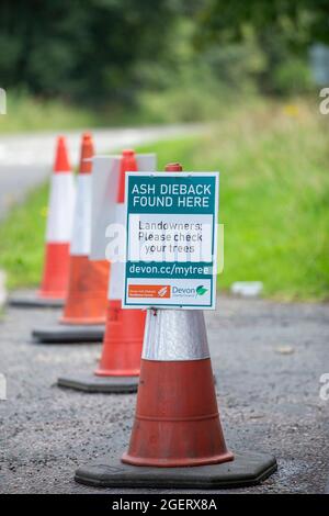 Der Ascheabfall (chalara fraxinea) schließt einen Zwischenfall in der Nähe von Sidmouth, Devon, und hilft so, eine weitere Ausbreitung der Aschekrankheit zu verhindern. Stockfoto