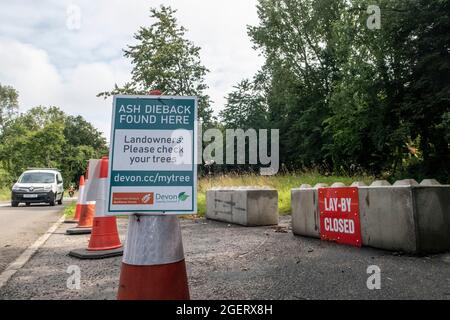 Der Ascheabfall (chalara fraxinea) schließt einen Zwischenfall in der Nähe von Sidmouth, Devon, und hilft so, eine weitere Ausbreitung der Aschekrankheit zu verhindern. Stockfoto