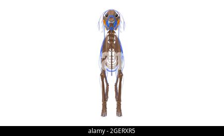 Zygomaticus Muscle Dog Muscle Anatomy for Medical Concept 3D Illustration Stockfoto