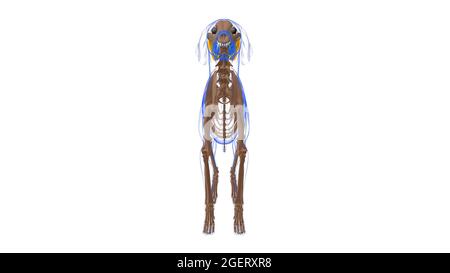 Anconeus Muscle Dog Muscle Anatomy for Medical Concept 3D Illustration Stockfoto