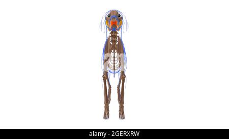 Bukzinator Muskel Hund Muskel Anatomie für Medical Concept 3D Illustration Stockfoto