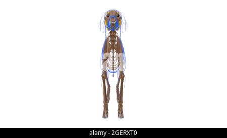 Halswirbelsäule Auricularis superficialis Muskel Hundemuskel Anatomie für medizinisches Konzept 3D Illustration Stockfoto