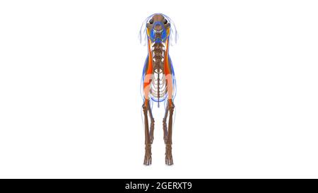 Brachiocephalicus Muscle Dog Muscle Anatomy for Medical Concept 3D Illustration Stockfoto