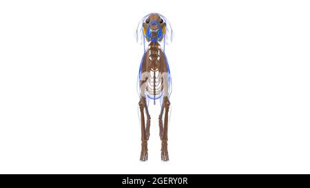Coccygeus Muscle Dog Muscle Anatomy for Medical Concept 3D Stockfoto
