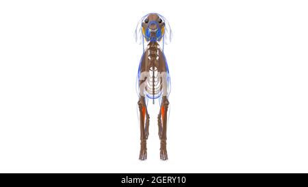 Flexor digitorum profundus A Muscle Dog Muscle Anatomy for Medical Concept 3D Illustration Stockfoto