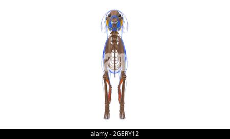 Extensor digitorum Longus Muscle Dog Muscle Anatomy for Medical Concept 3D Illustration Stockfoto