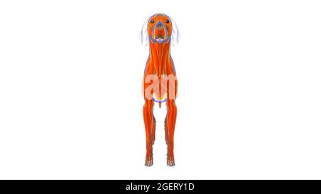 Hundemuskel Hundemuskel Anatomie für medizinisches Konzept 3D Illustration Stockfoto