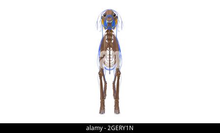 Digastric Muscle Dog Muscle Anatomy for Medical Concept 3D Illustration Stockfoto